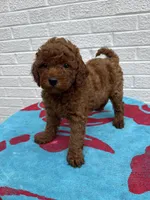 Macy, a female Miniature Goldendoodle for sale in Walnut, MS – Photo 2 of 7