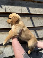 Marlee, a female Golden Retriever for sale in Walnut, MS – Photo 6 of 6