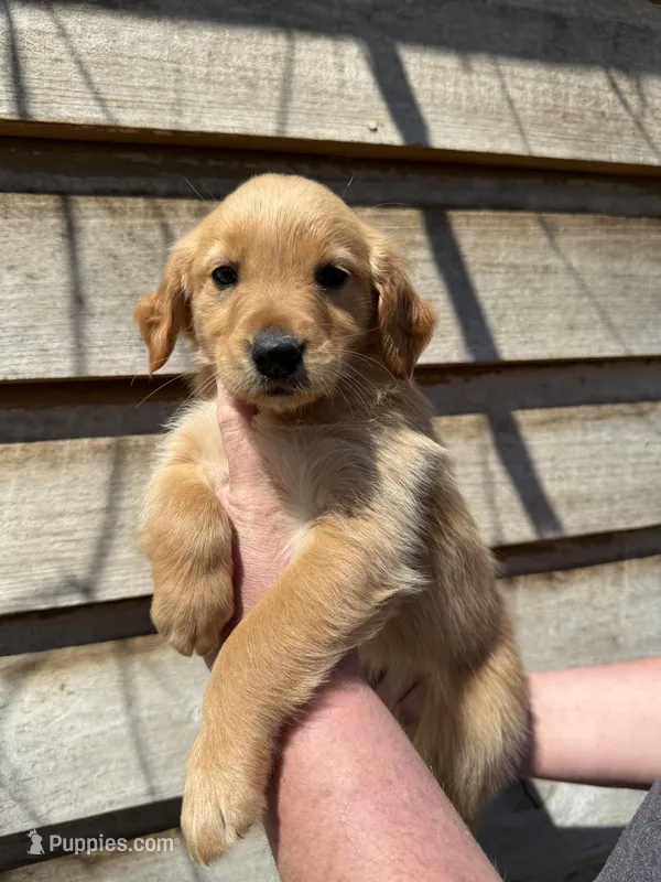 Marlee – Golden Retriever puppy for sale in Walnut, MS