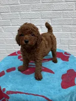 Macy, a female Miniature Goldendoodle for sale in Walnut, MS – Photo 3 of 7