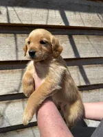 Marlee, a female Golden Retriever for sale in Walnut, MS – Photo 2 of 6