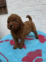 Macy, a female Miniature Goldendoodle for sale in Walnut, MS – Photo 4 of 7