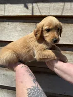 Marlee, a female Golden Retriever for sale in Walnut, MS – Photo 4 of 6
