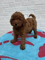 Macy, a female Miniature Goldendoodle for sale in Walnut, MS – Photo 1 of 7