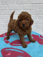 Macy, a female Miniature Goldendoodle for sale in Walnut, MS – Photo 5 of 7