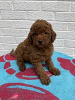 Macy, a female Miniature Goldendoodle for sale in Walnut, MS – Photo 6 of 7