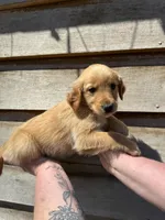 Marlee, a female Golden Retriever for sale in Walnut, MS – Photo 5 of 6