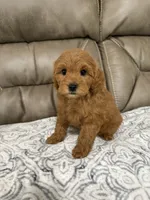 Macy, a female Miniature Goldendoodle for sale in Walnut, MS – 4 of 9