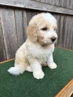 Max, a male Bernedoodle for sale in Walnut, MS – 6 of 9