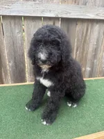 Sadie, a female Bernedoodle for sale in Walnut, MS – 7 of 9
