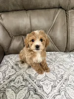 Nolan, a male Miniature Goldendoodle for sale in Walnut, MS – 1 of 8
