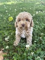 Macy, a female Miniature Goldendoodle for sale in Walnut, MS – 6 of 8