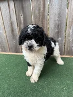 Oreo, a male Poodle - Miniature  for sale in Walnut, MS – 3 of 6