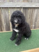 Sadie, a female Bernedoodle for sale in Walnut, MS – 6 of 9