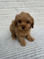 Chase, a male Cavapoo for sale in Walnut, MS – Photo 3 of 7