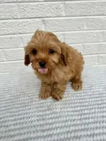 Chase, a male Cavapoo for sale in Walnut, MS – Photo 1 of 7