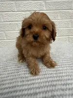 Chase, a male Cavapoo for sale in Walnut, MS – Photo 2 of 7