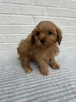 Chase, a male Cavapoo for sale in Walnut, MS – Photo 6 of 7