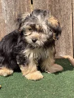 Jag , a male Morkie for sale in Walnut, MS – 5 of 5