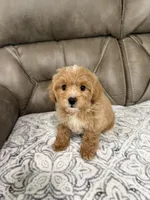 Maddie, a female Miniature Goldendoodle for sale in Walnut, MS – 4 of 9