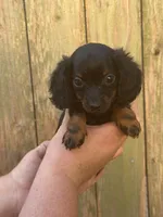 Lady, a female Miniature Dachshund for sale in Walnut, MS – 3 of 6