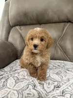 Maddie, a female Miniature Goldendoodle for sale in Walnut, MS – 8 of 9