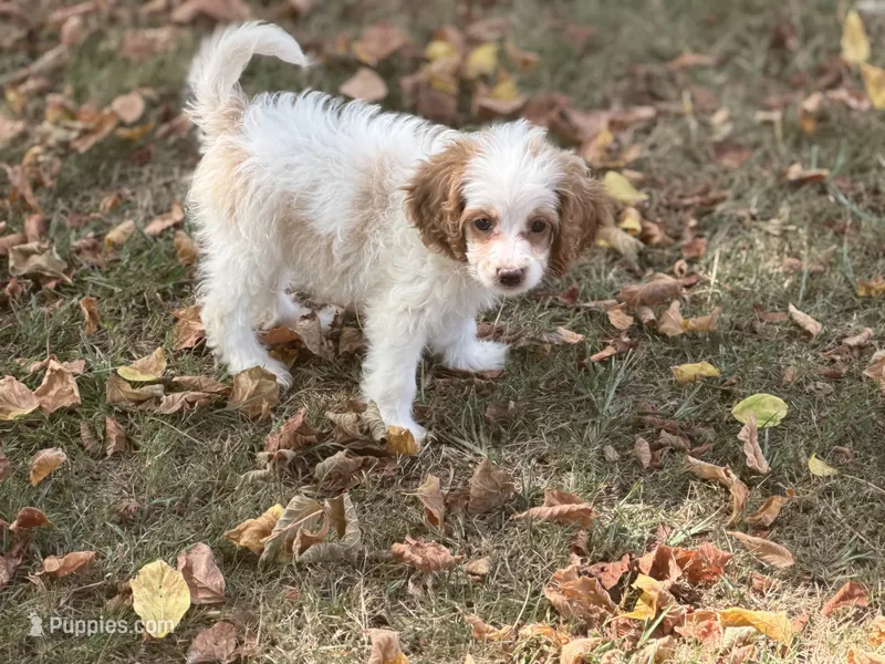 Malie – Cockapoo puppy for sale in Walnut, MS