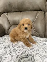 Buddy, a male Miniature Goldendoodle for sale in Walnut, MS – 6 of 8
