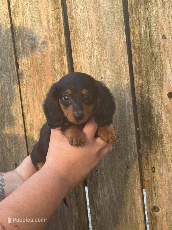 KJ – Miniature Dachshund puppy for sale in Walnut, MS