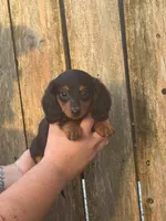 KJ, a male Miniature Dachshund for sale in Walnut, MS – 1 of 4