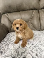 Maddie, a female Miniature Goldendoodle for sale in Walnut, MS – 5 of 9