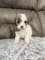 Maggie, a female Cavapoo for sale in Walnut, MS – 2 of 8