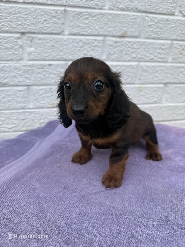 Maggie  – Miniature Dachshund puppy for sale in Walnut, MS