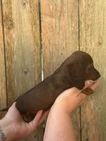 Maggie , a female Miniature Dachshund for sale in Walnut, MS – 4 of 4