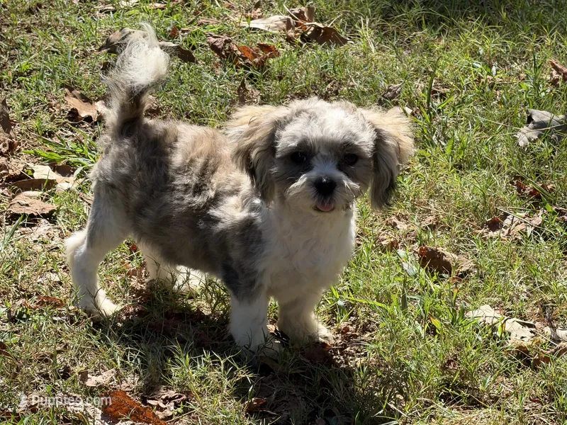 Jaminson  – Shih Tzu puppy for sale in Walnut, MS