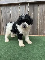 Oreo, a male Poodle - Miniature  for sale in Walnut, MS – 2 of 6