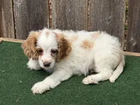 Sam, a male Cockapoo for sale in Walnut, MS – 3 of 4
