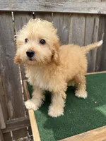 Manning, a male Miniature Goldendoodle for sale in Walnut, MS – 4 of 5