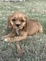 Dolly, a female Cocker Spaniel for sale in Walnut, MS – 3 of 6