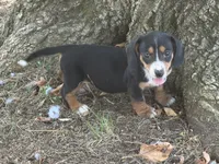 Ellie, a female Miniature Dachshund for sale in Walnut, MS – 2 of 4