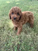 Maddie, a female Cockapoo for sale in Walnut, MS – 5 of 8