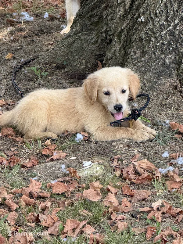 Buddy – Golden Retriever puppy for sale in Walnut, MS