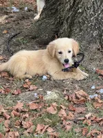 Buddy, a male Golden Retriever for sale in Walnut, MS – 1 of 4