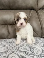 Maggie, a female Cavapoo for sale in Walnut, MS – 3 of 8