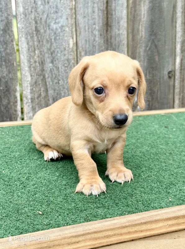 Toby – Miniature Dachshund puppy for sale in Walnut, MS