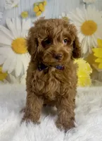 Louie, a male Cockapoo for sale in Walnut, MS – 3 of 3