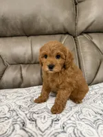 Macy, a female Miniature Goldendoodle for sale in Walnut, MS – 9 of 9