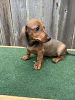 Oscar, a male Miniature Dachshund for sale in Walnut, MS – 6 of 8