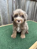 Dart, a male Schnoodle for sale in Walnut, MS – 7 of 9