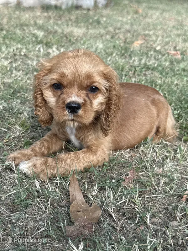 Dolly – Cocker Spaniel puppy for sale in Walnut, MS